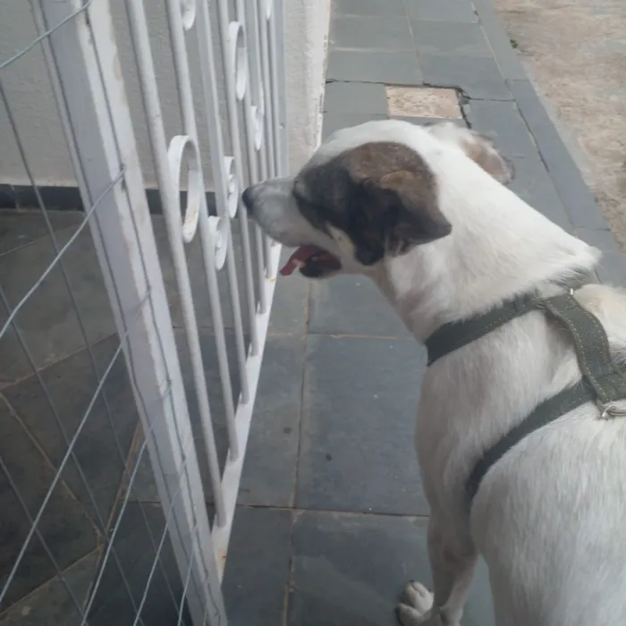 Cachorro raça SRD-ViraLata idade 5 anos nome Pirulito