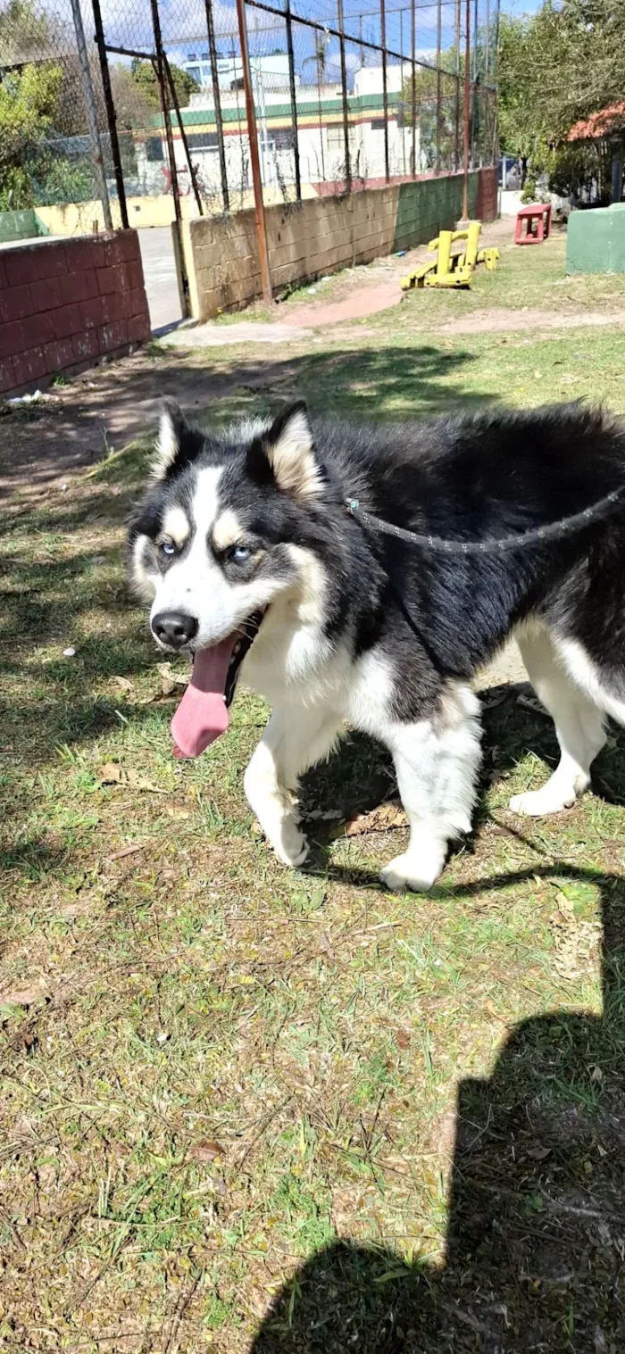 Cachorro raça Hasky idade 2 anos nome zeus