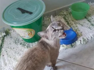 Gato raça Siamês idade 1 ano nome mila