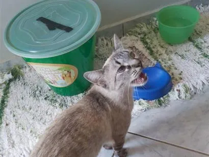 Gato raça Siamês idade 1 ano nome mila