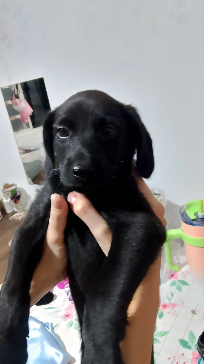 Cachorro raça Labrador idade 7 a 11 meses nome Não possuí nome