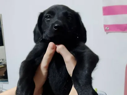 Cachorro raça Labrador idade 7 a 11 meses nome Não possuí nome.