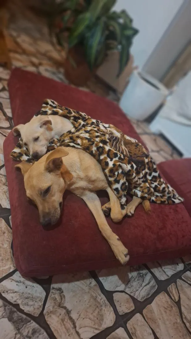 Cachorro raça SRD-ViraLata idade 2 a 6 meses nome Gamora/Nino