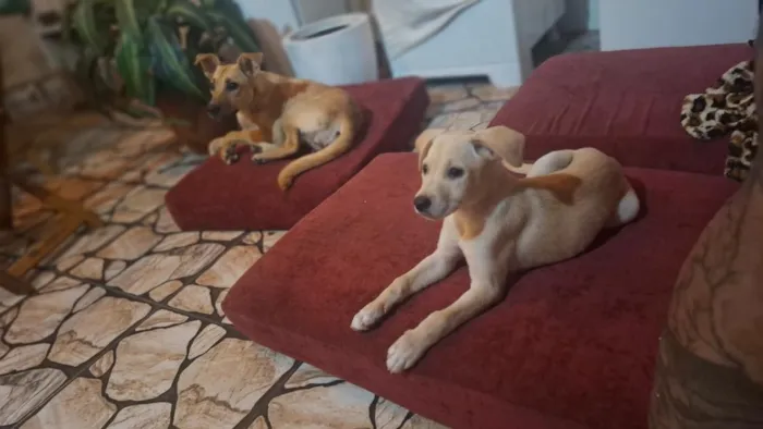 Cachorro raça SRD-ViraLata idade 2 a 6 meses nome Gamora/Nino