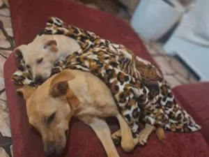 Cachorro raça SRD-ViraLata idade 2 a 6 meses nome Gamora/Nino