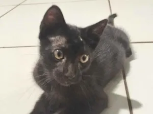 Gato raça SRD-ViraLata idade 2 a 6 meses nome Frodo