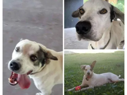 Cachorro raça SRD-ViraLata idade 5 anos nome Pirulito
