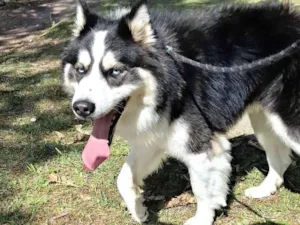 Cachorro raça Hasky idade 2 anos nome zeus