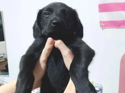 Cachorro raça Labrador idade 7 a 11 meses nome Não possuí nome