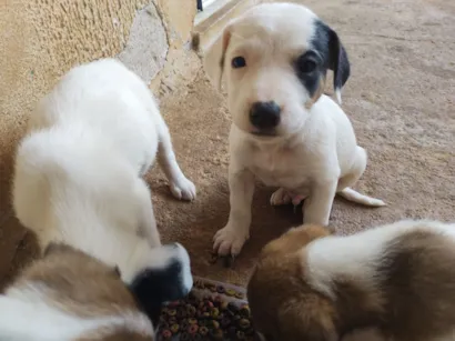 Cachorro raça SRD-ViraLata idade Abaixo de 2 meses nome Cãezinhos 