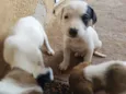 Cãezinhos