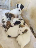 Cãezinhos 