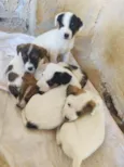 meus dogs 