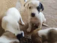 meus dogs 
