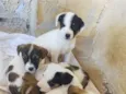 meus dogs 