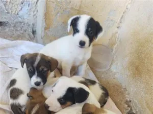 Cachorro raça SRD-ViraLata idade 2 a 6 meses nome meus dogs 