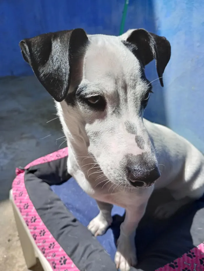Cachorro raça SRD-ViraLata idade 2 anos nome Luna