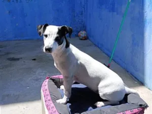Cachorro raça SRD-ViraLata idade 2 anos nome Luna
