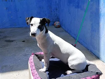 Cachorro raça SRD-ViraLata idade 2 anos nome Luna