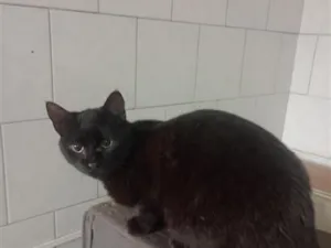 Gato raça SRD-ViraLata idade 2 a 6 meses nome black