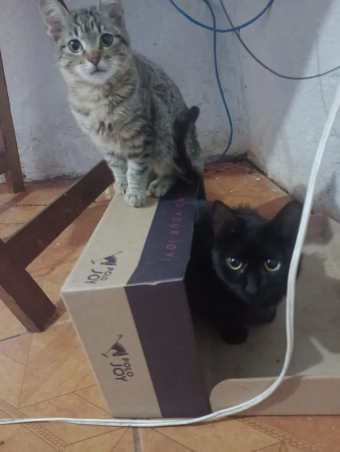 Gato raça SRD-ViraLata idade 2 a 6 meses nome black