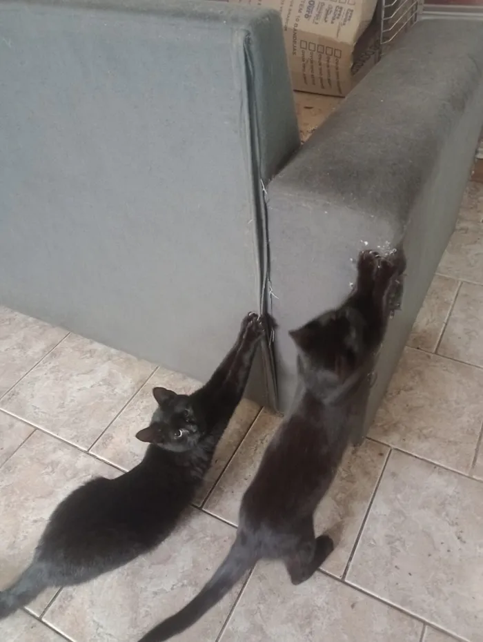 Gato raça SRD-ViraLata idade 2 a 6 meses nome black