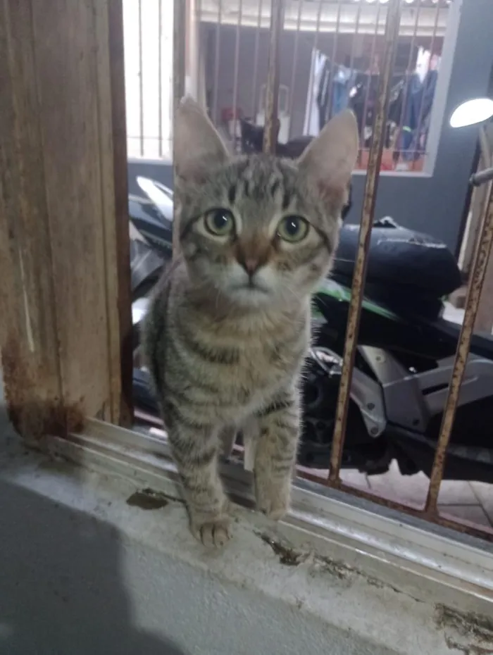 Gato raça SRD-ViraLata idade 2 a 6 meses nome luna
