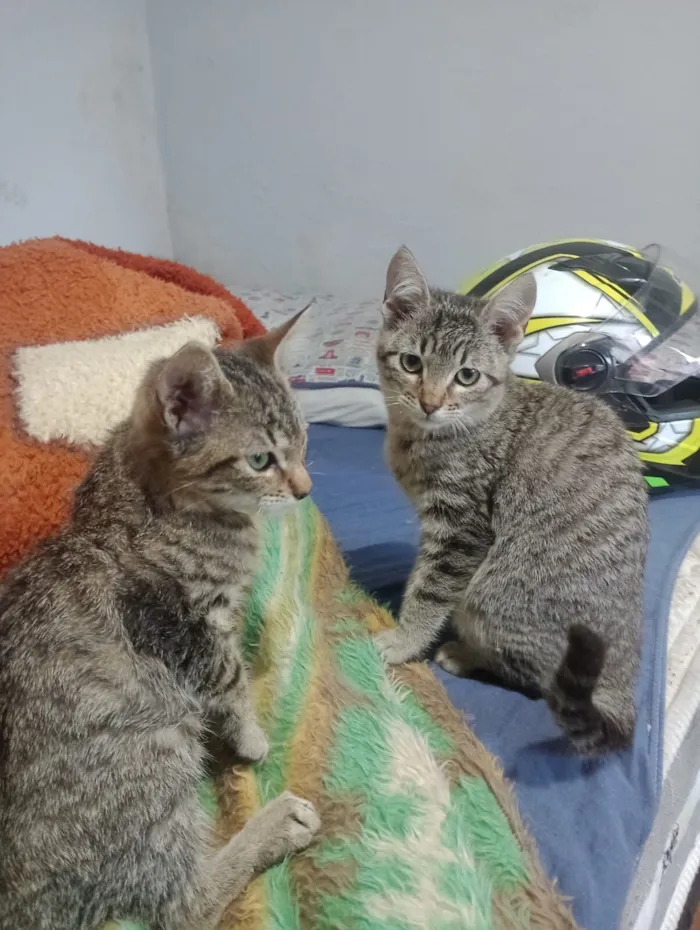 Gato raça SRD-ViraLata idade 2 a 6 meses nome luna