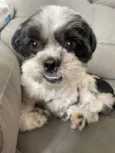 Biscoito 