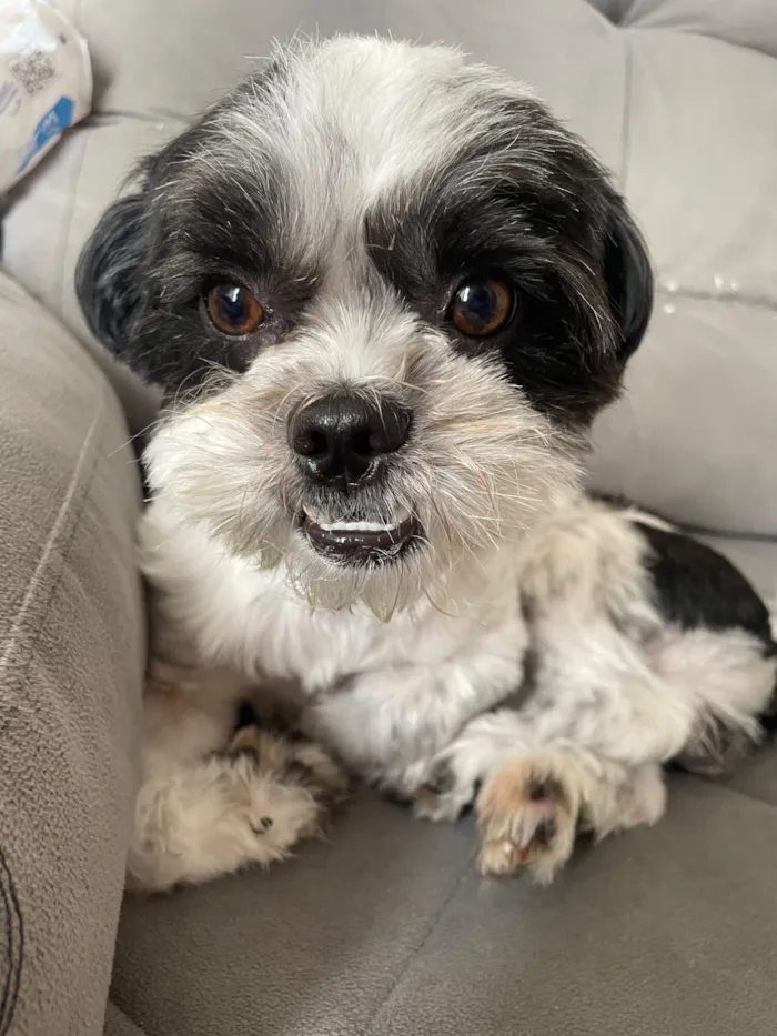 Cachorro raça Shitzu idade 3 anos nome Biscoito 