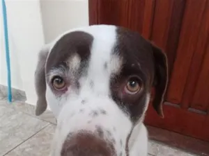 Cachorro raça SRD-ViraLata idade 1 ano nome mailon