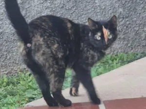 Gato raça SRD-ViraLata idade 2 a 6 meses nome Mima