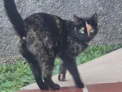 Gato raça SRD-ViraLata idade 2 a 6 meses nome Mima