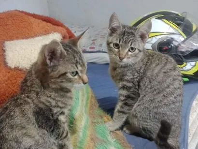 Gato raça SRD-ViraLata idade 2 a 6 meses nome luna