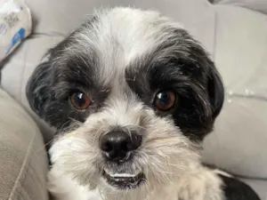 Cachorro raça Shitzu idade 3 anos nome Biscoito 