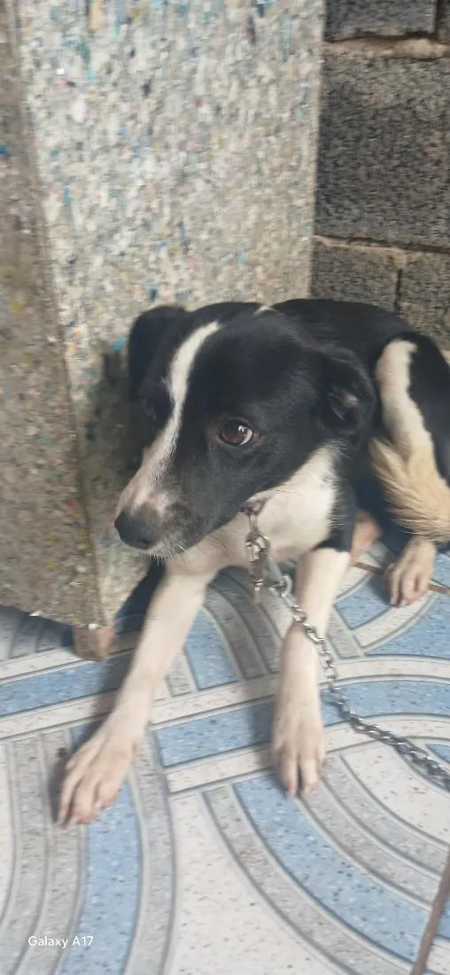 Cachorro raça SRD-ViraLata idade 1 ano nome alicia