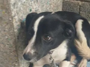 Cachorro raça SRD-ViraLata idade 1 ano nome alicia