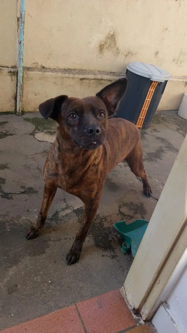 Cachorro raça SRD-ViraLata idade 6 ou mais anos nome Thor