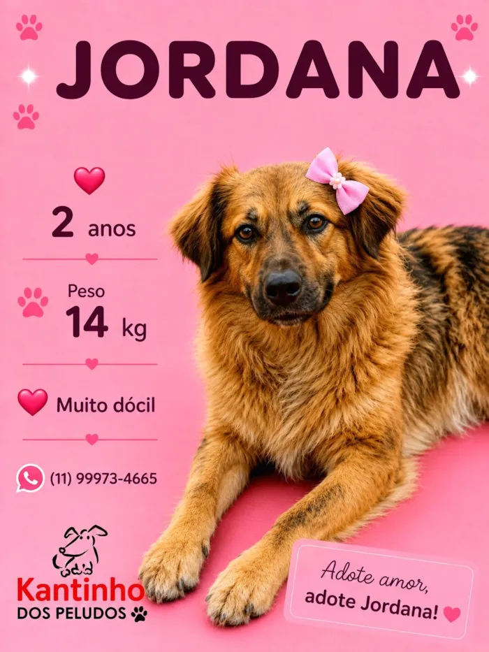 Cachorro raça SRD-ViraLata idade 2 anos nome Jordana