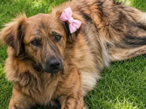 Cachorro raça SRD-ViraLata idade 2 anos nome Jordana