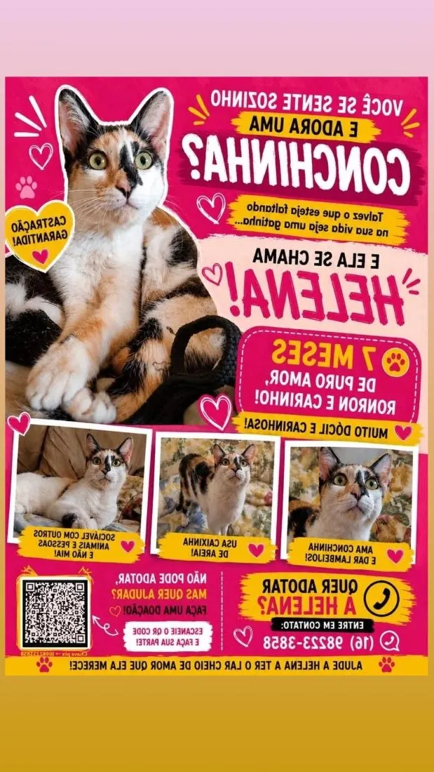 Gato raça SRD-ViraLata idade 7 a 11 meses nome Helena