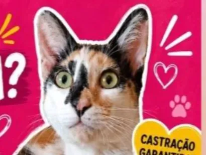 Gato raça SRD-ViraLata idade 7 a 11 meses nome Helena