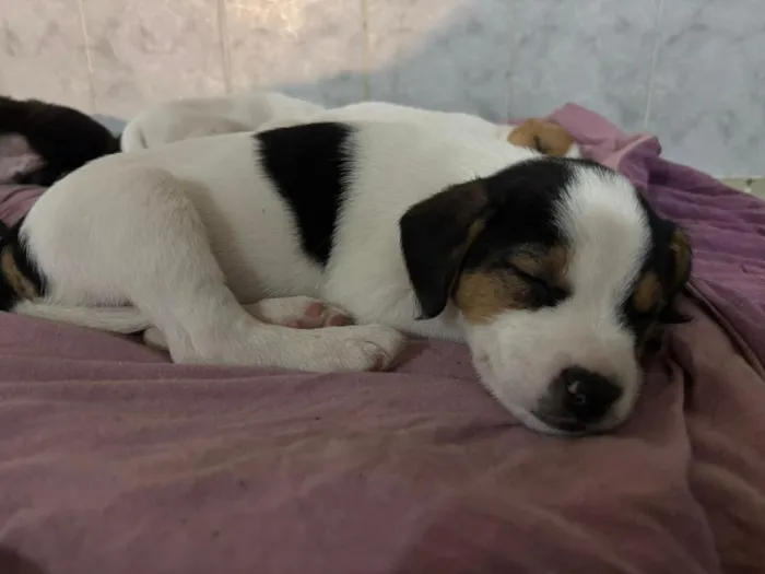 Cachorro raça SRD-ViraLata idade Abaixo de 2 meses nome sem nome