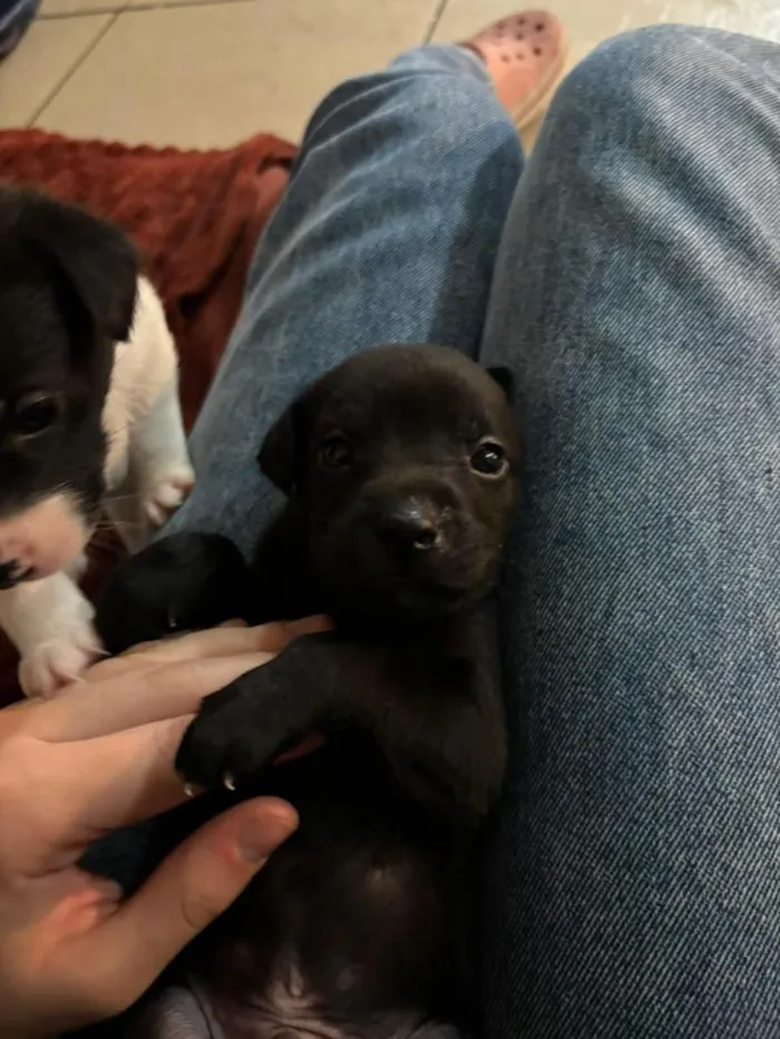 Cachorro raça SRD-ViraLata idade Abaixo de 2 meses nome sem nome
