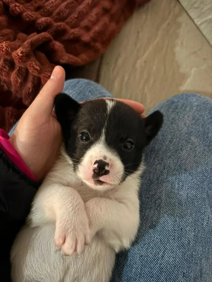 Cachorro raça SRD-ViraLata idade Abaixo de 2 meses nome sem nome