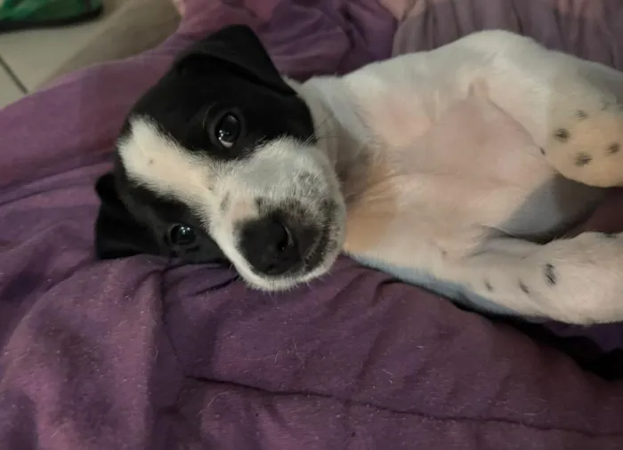 Cachorro raça SRD-ViraLata idade Abaixo de 2 meses nome sem nome