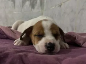 Cachorro raça SRD-ViraLata idade Abaixo de 2 meses nome sem nome