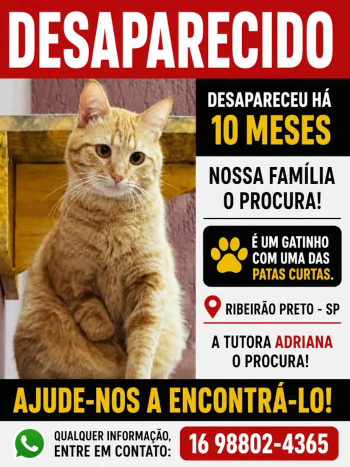 Gato raça SRD-ViraLata idade 2 anos nome Lion