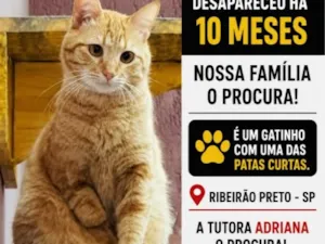 Gato raça SRD-ViraLata idade 2 anos nome Lion