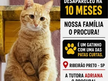 Gato raça SRD-ViraLata idade 2 anos nome Lion